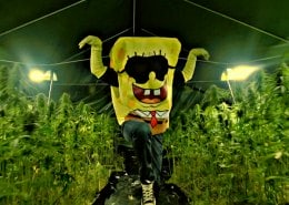 SpongeBOZZ im Weed